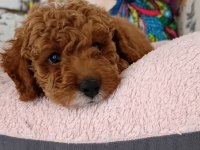 Poodle çift renk