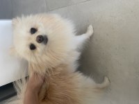 6.7 aylık erkek pomeranian