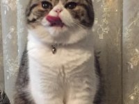 Yetişkin sahiplendirilecek safkan exotic shorthair