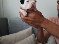 Full maske french bulldog bebekler