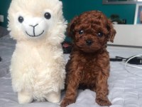 Özel Toy Poodle Yavruları
