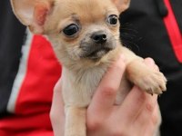 Irk Garantili Chihuahua Yavruları