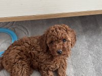 Ukrayna Şecereli Toy Poodle