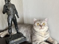 British shorthair yavrumuza yeni bir aile arıyoruz