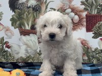 Kar Tanesi Maltese Terrier