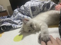 5 aylık dişi british shorthair