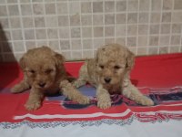 Poodle yavrularımız mini ve toy boy renk renk