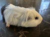 Erkek Yetişkin Guinea Pig