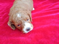 Maltipoo yavrular