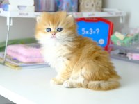 British Longhair Golden Top Kafa Yavrumuz