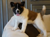 %100 Akita  Inu Yavruları  Üst kalite