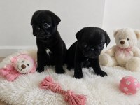 Pug mops yavruları
