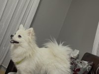 1.5 yaşında dişi pomeranian spitz