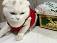Kırık kulak cins kedimiz