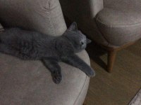 Yavru sevimli British Shorthair