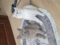 BIRBIRINDEN AYIRMAMAK ŞARTI ILE KEDİLER