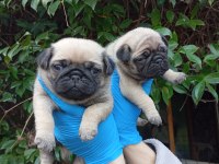 A KALİTE PUG MOPS SIFIR BURUN BEBEKLER