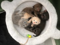 Rengarenk Scottish Fold yavrularımız sahiplerini bekliyor