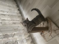 British shorthair 4 aylık