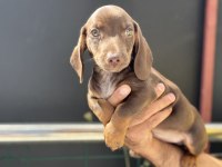 Petmode köpek çiftliğinden dacshund yavrumuz