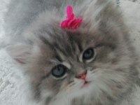Çok tatlı bir british longhair dişimiz teslime hazırdır