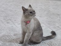 British shorthair 22 aylik MİSİVA kızımıza yeni yuva