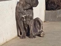 Cane Corso 2 Yaşında