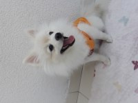 Pomeranian boo 7 aylık