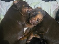 İzmirden Safkan FCI Belgeli Doberman Yavruları