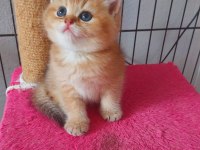 Safkan british shorthair secereli gold