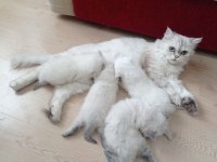 Yavru Kedilerimiz 25 Günlük Rezerve Ye Açıktır