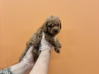 IRK GARANTİLİ MÜKEMMEL TOY POODLE YAVRULAR