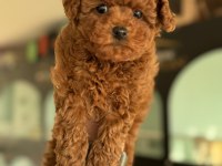 Wc eğitimli aşılı pasaportlu toy poodle yavrular
