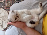 Scottish Fold Yavrusu