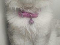British longhair (aşırı sakin)