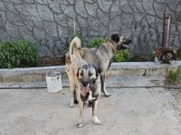 Safkan Kangal Köpeğimiz