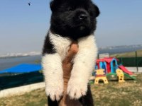 American dev akita aslanlar