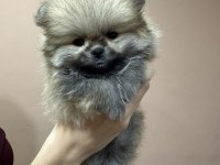 Safkan ayı suratlı pomeranian boo yabrularımız