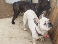 Fransız bulldog uygun