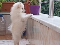4 aylık spitz dişi köpeğimiz