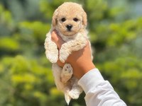 Sevimli erkek maltipoo yavrumuz