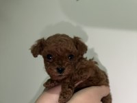 Kore Teacup Poodle