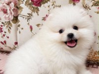 GÜLEN YÜZ AYI SURAT POMERANİAN BOO