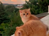 British Shorthair golden Erkek Yavrular