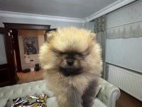 2 aylık erkek pomeranian