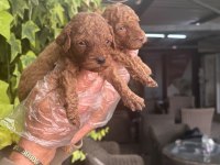 IRK VE SAĞLIK GARANTİLİ RED BROWN POODLE BEBEKLERİMİZ