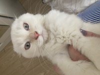 Mavi gözlü yakışıklı oğlum yeni sahibini arıyor chinchilla