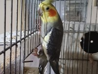 Konuşur erkek sultan papağanı