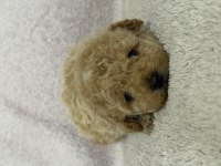 Kore Kan Toy Poodle Bebekler