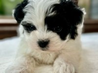 Morkie mavi boncuklarım kore